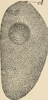 An illustration from Handbook of practical botany for the botanical laboratory and private student (1908)