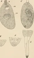 An illustration from Handbook of practical botany for the botanical laboratory and private student (1908)