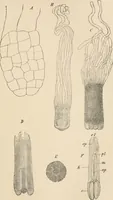 An illustration from Handbook of practical botany for the botanical laboratory and private student (1908)