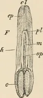 An illustration from Handbook of practical botany for the botanical laboratory and private student (1908)