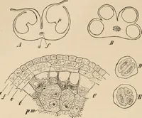 An illustration from Handbook of practical botany for the botanical laboratory and private student (1908)
