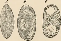 An illustration from Handbook of practical botany for the botanical laboratory and private student (1908)