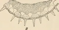 An illustration from Handbook of practical botany for the botanical laboratory and private student (1908)