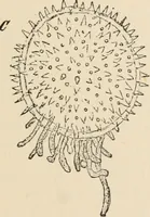 An illustration from Handbook of practical botany for the botanical laboratory and private student (1908)