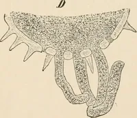 An illustration from Handbook of practical botany for the botanical laboratory and private student (1908)