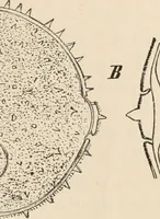 An illustration from Handbook of practical botany for the botanical laboratory and private student (1908)