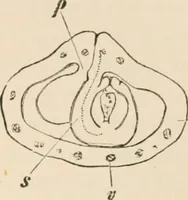 An illustration from Handbook of practical botany for the botanical laboratory and private student (1908)