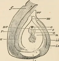 An illustration from Handbook of practical botany for the botanical laboratory and private student (1908)