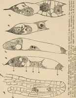 An illustration from Handbook of practical botany for the botanical laboratory and private student (1908)