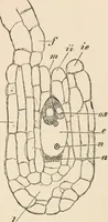 An illustration from Handbook of practical botany for the botanical laboratory and private student (1908)