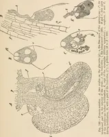An illustration from Handbook of practical botany for the botanical laboratory and private student (1908)