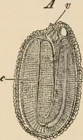 An illustration from Handbook of practical botany for the botanical laboratory and private student (1908)