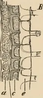 An illustration from Handbook of practical botany for the botanical laboratory and private student (1908)