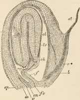 An illustration from Handbook of practical botany for the botanical laboratory and private student (1908)