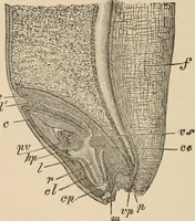 An illustration from Handbook of practical botany for the botanical laboratory and private student (1908)