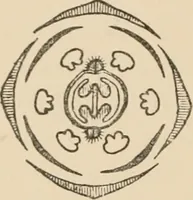 An illustration from Handbook of practical botany for the botanical laboratory and private student (1908)