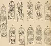 An illustration from Handbook of practical botany for the botanical laboratory and private student (1908)