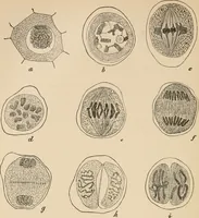 An illustration from Handbook of practical botany for the botanical laboratory and private student (1908)