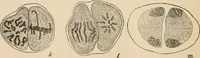An illustration from Handbook of practical botany for the botanical laboratory and private student (1908)