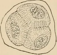An illustration from Handbook of practical botany for the botanical laboratory and private student (1908)