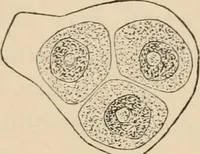 An illustration from Handbook of practical botany for the botanical laboratory and private student (1908)