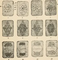 An illustration from Handbook of practical botany for the botanical laboratory and private student (1908)