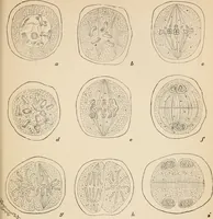 An illustration from Handbook of practical botany for the botanical laboratory and private student (1908)