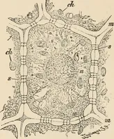 An illustration from Handbook of practical botany for the botanical laboratory and private student (1908)