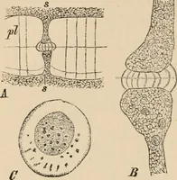 An illustration from Handbook of practical botany for the botanical laboratory and private student (1908)
