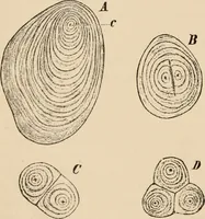 An illustration from Handbook of practical botany for the botanical laboratory and private student (1908)