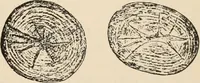 An illustration from Handbook of practical botany for the botanical laboratory and private student (1908)