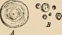 An illustration from Handbook of practical botany for the botanical laboratory and private student (1908)
