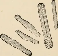 An illustration from Handbook of practical botany for the botanical laboratory and private student (1908)