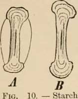 Picture 11 of 179 from Handbook of practical botany for the botanical laboratory and private student (1908), leaf 57