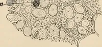 An illustration from Handbook of practical botany for the botanical laboratory and private student (1908)