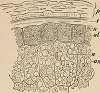 An illustration from Handbook of practical botany for the botanical laboratory and private student (1908)