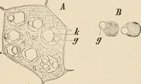 An illustration from Handbook of practical botany for the botanical laboratory and private student (1908)