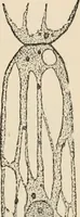 An illustration from Handbook of practical botany for the botanical laboratory and private student (1908)