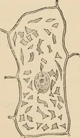 An illustration from Handbook of practical botany for the botanical laboratory and private student (1908)