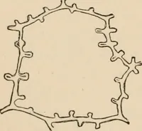 Picture 19 of 179 from Handbook of practical botany for the botanical laboratory and private student (1908), leaf 93