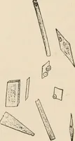 An illustration from Handbook of practical botany for the botanical laboratory and private student (1908)