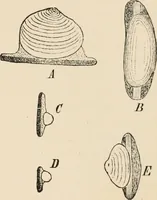 An illustration from Handbook of practical botany for the botanical laboratory and private student (1908)