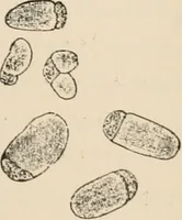 An illustration from Handbook of practical botany for the botanical laboratory and private student (1908)