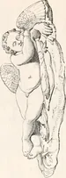 Picture 172 of 246 from Handbook to the antiquities in the British Museum : being a description of the remains of Greek, Assyrian, Egyptian and Etruscan art preserved there, with numerous illustrations (1851), leaf 236