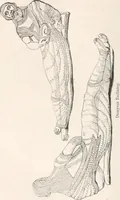 Picture 227 of 246 from Handbook to the antiquities in the British Museum : being a description of the remains of Greek, Assyrian, Egyptian and Etruscan art preserved there, with numerous illustrations (1851), leaf 436