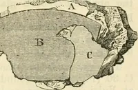 Picture 6 of 102 from Handbook to the collection of British pottery and porcelain, in the Museum of Practical Geology (1893), leaf 61