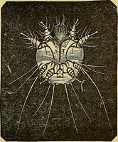 An illustration from Handbuch der klinischen Mikroskopie : mit Berücksichtigung der wichtigsten chemischen Untersuchungen am Krankenbette und der Verwendung des Mikroskopes in der gerichtlichen Medicin (1883)