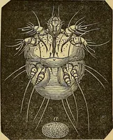 An illustration from Handbuch der klinischen Mikroskopie : mit Berücksichtigung der wichtigsten chemischen Untersuchungen am Krankenbette und der Verwendung des Mikroskopes in der gerichtlichen Medicin (1883)