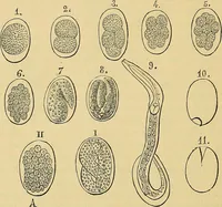 An illustration from Handbuch der klinischen Mikroskopie : mit Berücksichtigung der wichtigsten chemischen Untersuchungen am Krankenbette und der Verwendung des Mikroskopes in der gerichtlichen Medicin (1883)