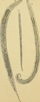 An illustration from Handbuch der klinischen Mikroskopie : mit Berücksichtigung der wichtigsten chemischen Untersuchungen am Krankenbette und der Verwendung des Mikroskopes in der gerichtlichen Medicin (1883)
